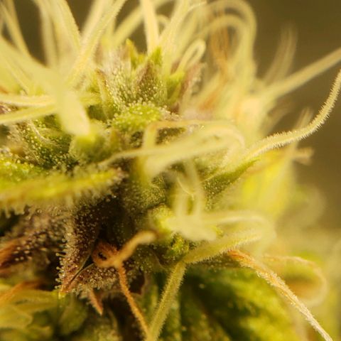 OG strain growlog timeline photo