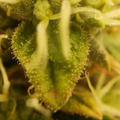 OG strain growlog timeline photo