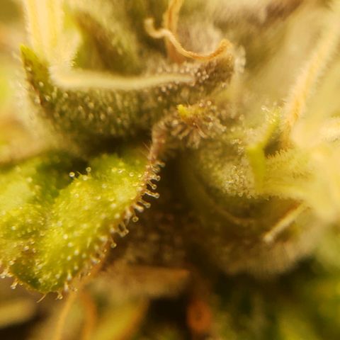 OG strain growlog timeline photo