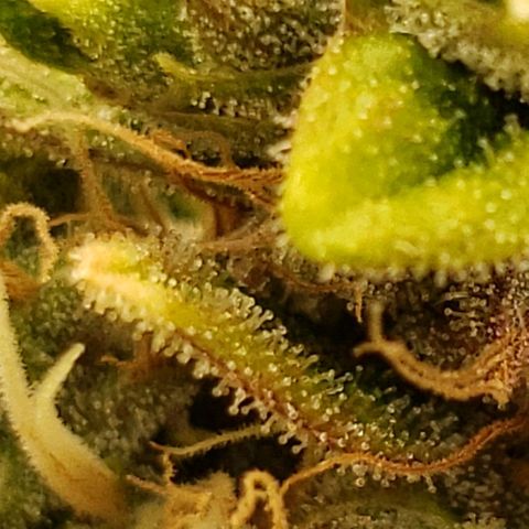 OG strain growlog timeline photo
