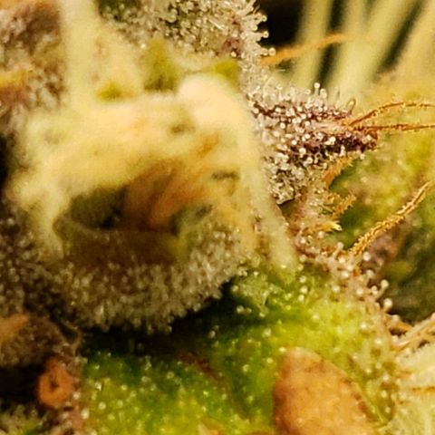 OG strain growlog timeline photo