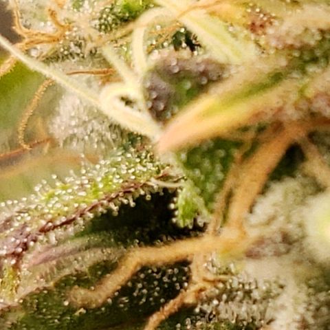 OG strain growlog timeline photo