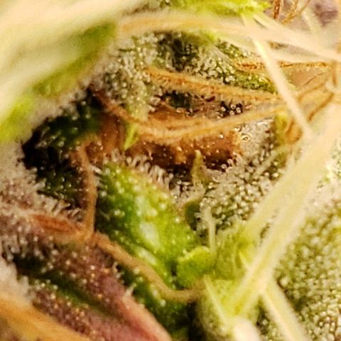OG strain growlog timeline photo