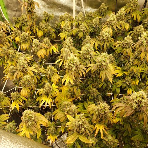 OG strain growlog timeline photo