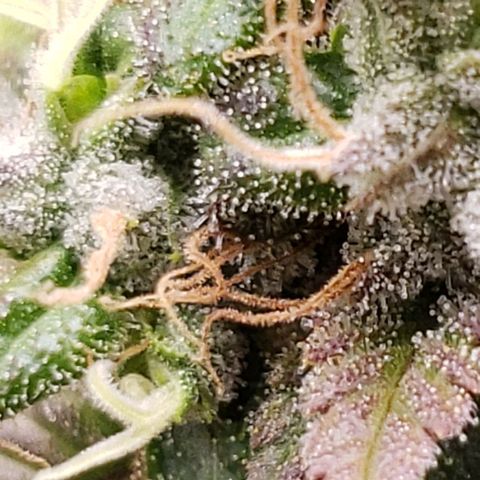 OG strain growlog timeline photo
