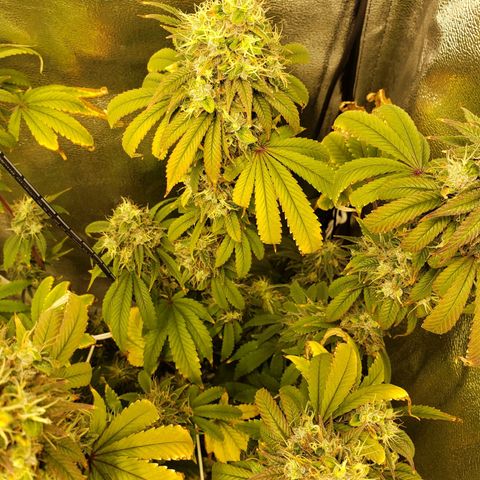 OG strain growlog timeline photo