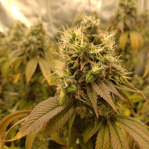 OG strain growlog timeline photo