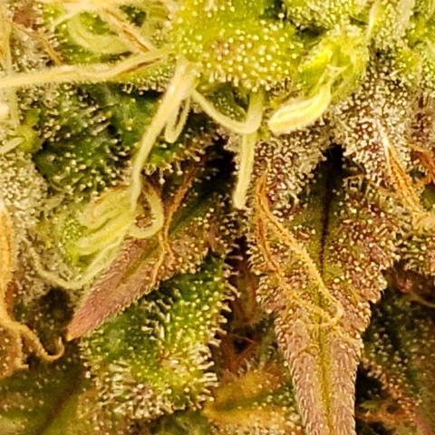 OG strain growlog timeline photo