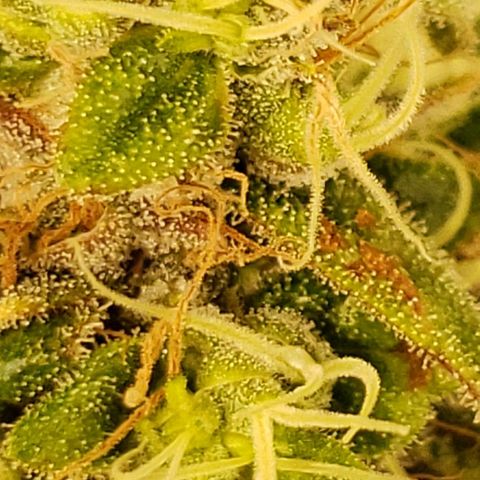 OG strain growlog timeline photo
