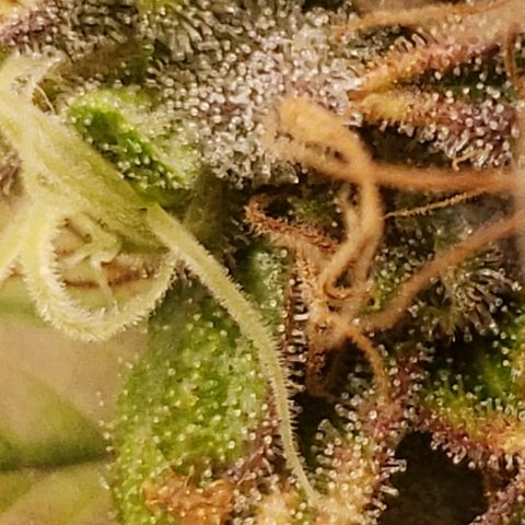 OG strain growlog timeline photo