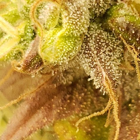 OG strain growlog timeline photo