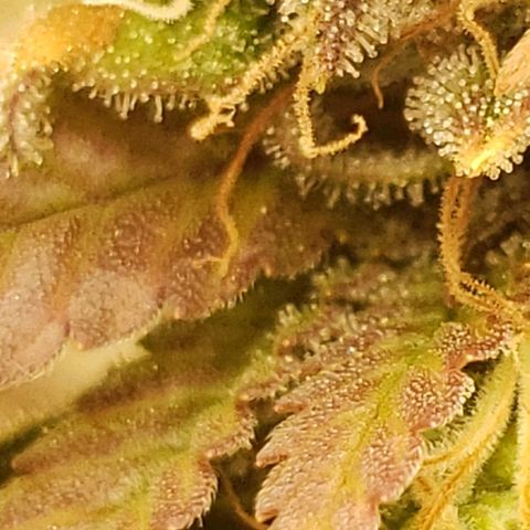 OG strain growlog timeline photo