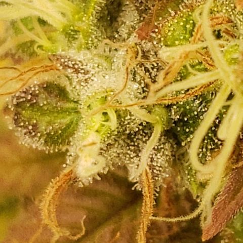 OG strain growlog timeline photo