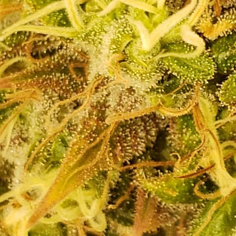 OG strain growlog timeline photo