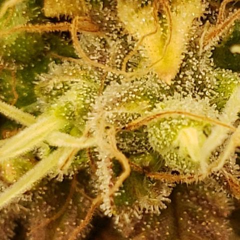 OG strain growlog timeline photo