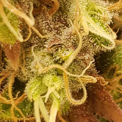 OG strain growlog timeline photo