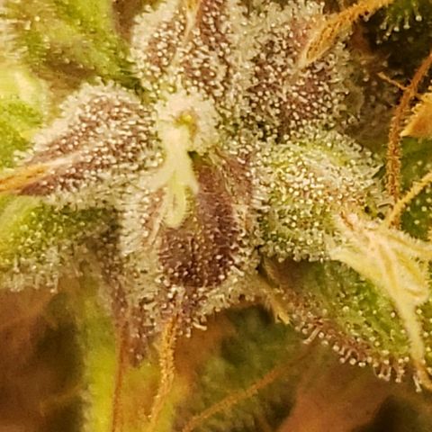 OG strain growlog timeline photo
