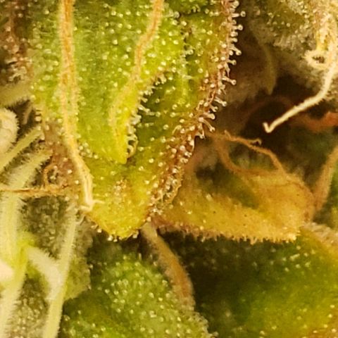 OG strain growlog timeline photo
