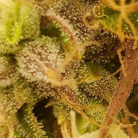 OG strain growlog timeline photo