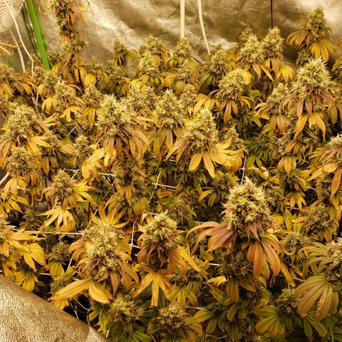 OG strain growlog timeline photo