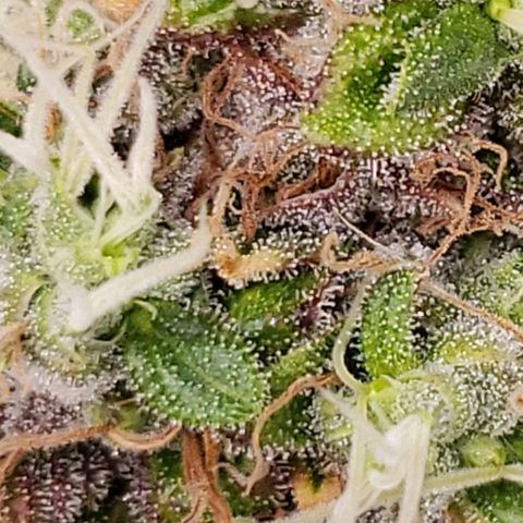 OG strain growlog timeline photo