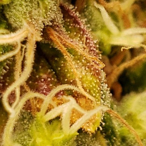 OG strain growlog timeline photo