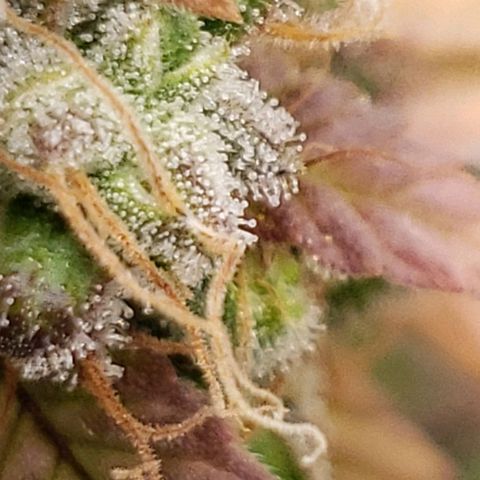 OG strain growlog timeline photo