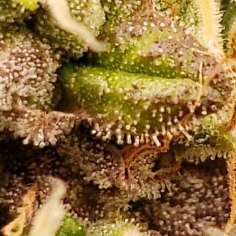 OG strain growlog timeline photo