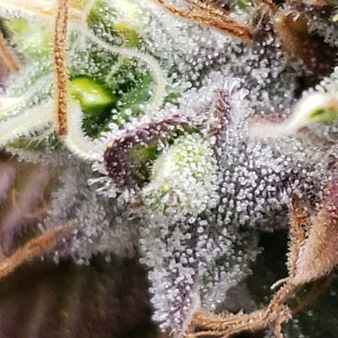 OG strain growlog timeline photo