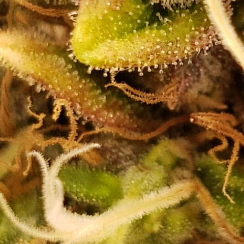 OG strain growlog timeline photo