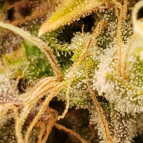 OG strain growlog timeline photo