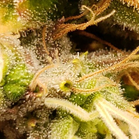 OG strain growlog timeline photo