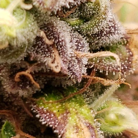 OG strain growlog timeline photo