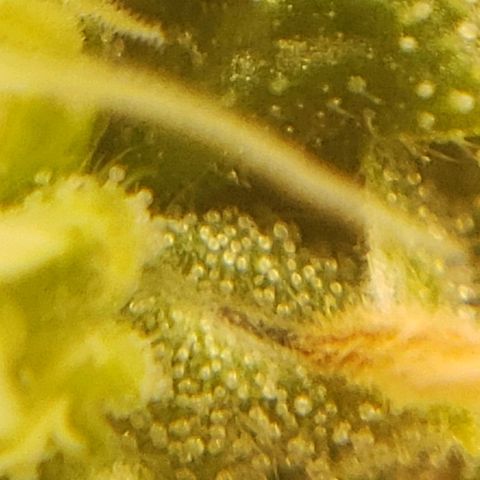 OG strain growlog timeline photo