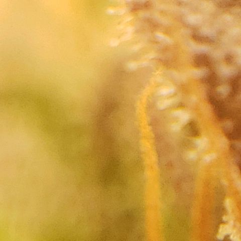 OG strain growlog timeline photo