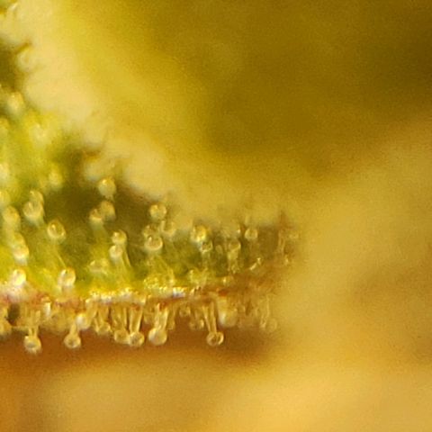 OG strain growlog timeline photo