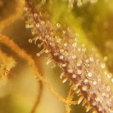 OG strain growlog timeline photo
