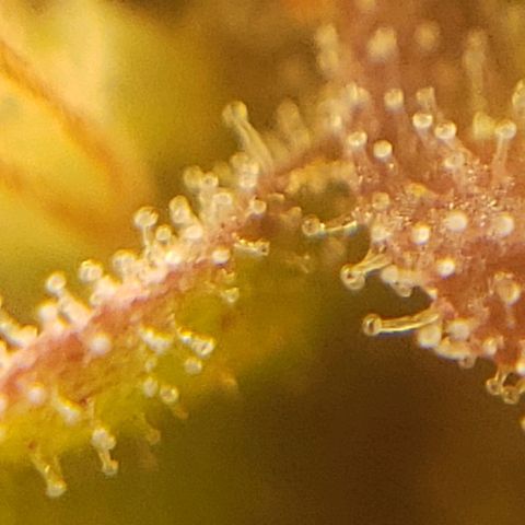 OG strain growlog timeline photo