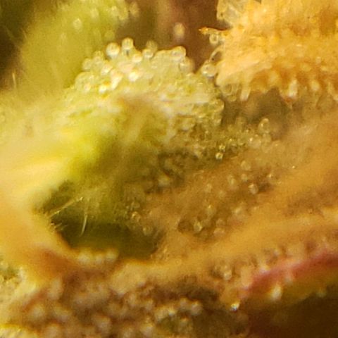 OG strain growlog timeline photo