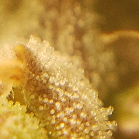 OG strain growlog timeline photo