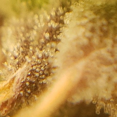 OG strain growlog timeline photo