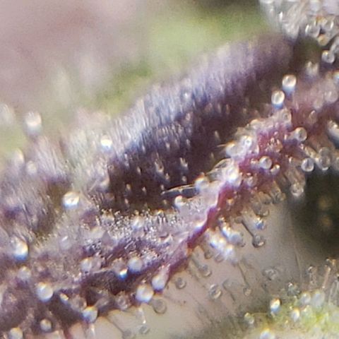 OG strain growlog timeline photo