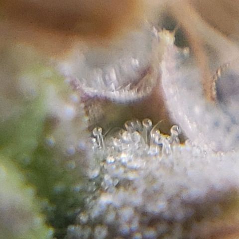 OG strain growlog timeline photo