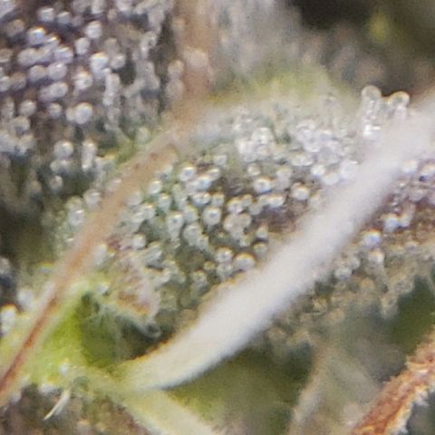 OG strain growlog timeline photo