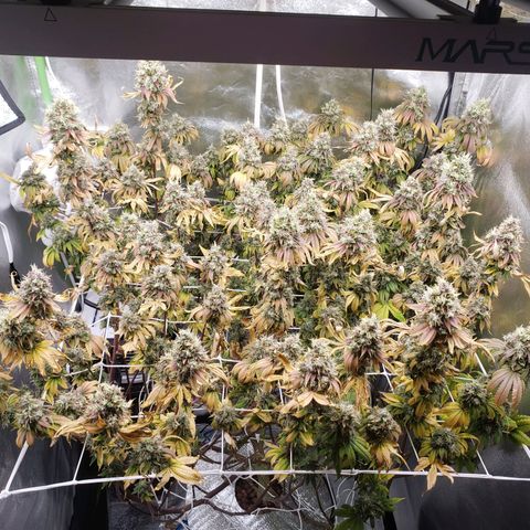 OG strain growlog timeline photo