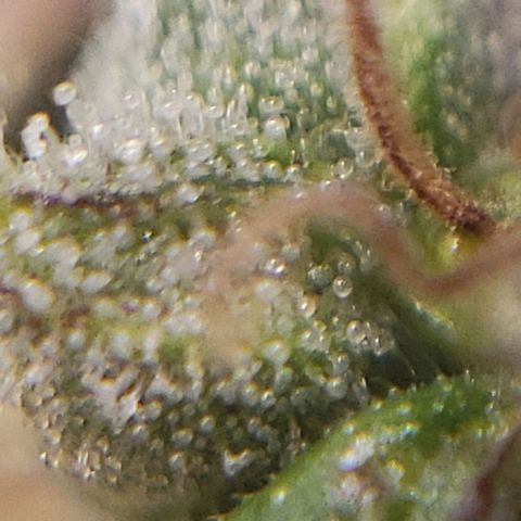 OG strain growlog timeline photo