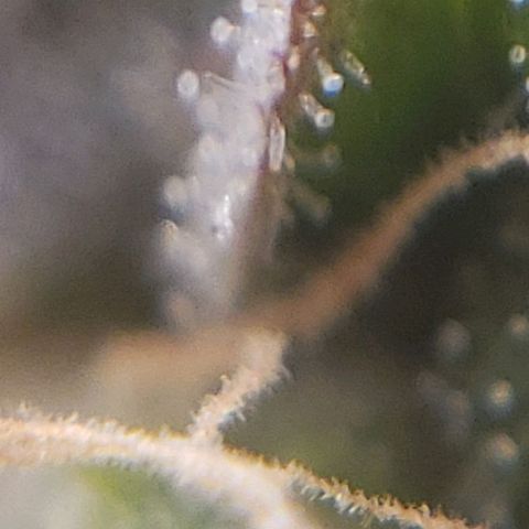 OG strain growlog timeline photo