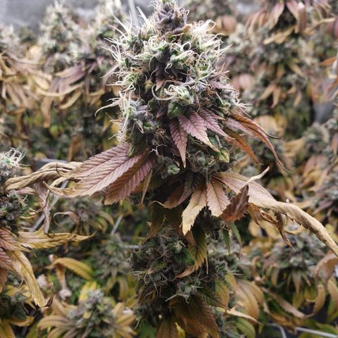 OG strain growlog timeline photo