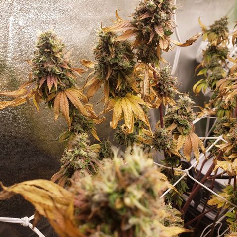 OG strain growlog timeline photo
