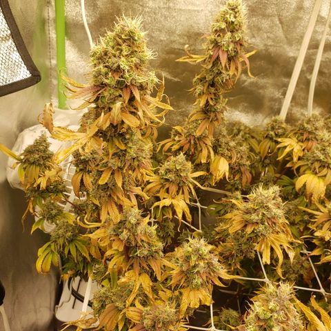 OG strain growlog timeline photo